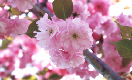 花11.png 花11.png