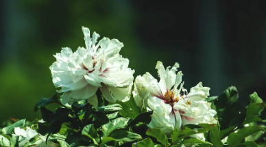 花33.png 花33.png