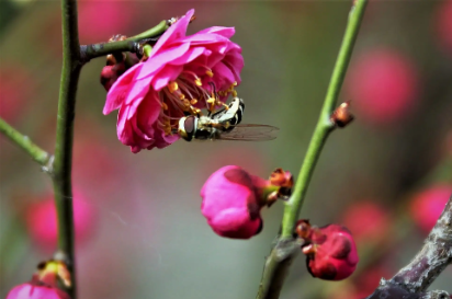 花34.png 财运线分叉财运好不好,财运线分叉代表什么
