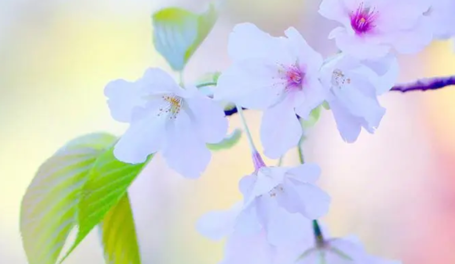 [8E2XOIE72VSOTQ5%00XP5L.png [8E2XOIE72VSOTQ5%00XP5L.png