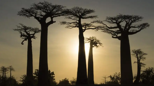 树3.png 川字纹的面部风水学,川字纹在面相中代表什么