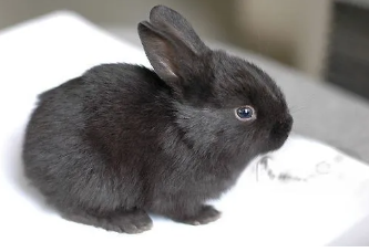 兔21.png 什么是黑兔年,为什么都说黑兔年不能生孩子