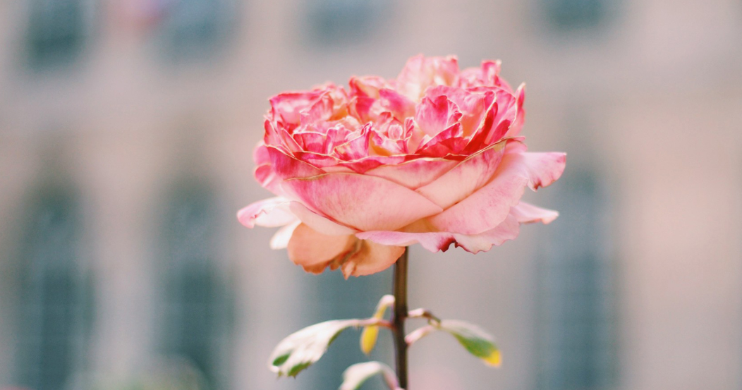 C8~MP131`$J@KDW3$RPNMZ1.png C8~MP131`$J@KDW3$RPNMZ1.png