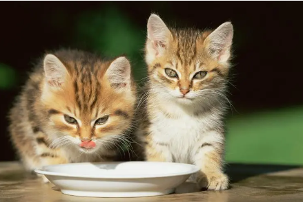 宠物1.png 2023年5月22日五行穿衣指南,今天的五行穿衣什么颜色最旺财