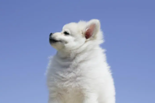 狗9.png 狗9.png