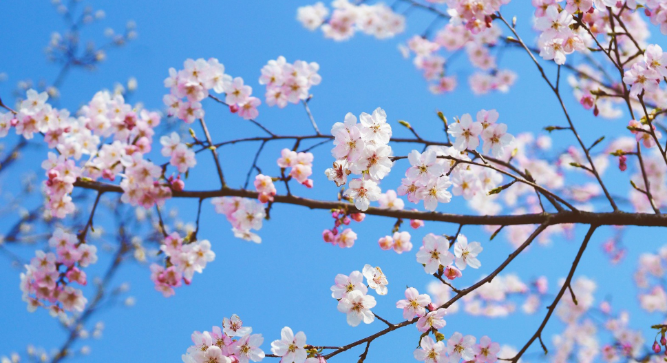 FKFUQ${W~2IOZ(BZO6(R_~D.png FKFUQ${W~2IOZ(BZO6(R_~D.png