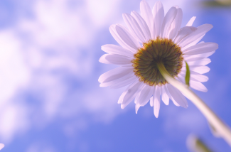 花5.png 花5.png