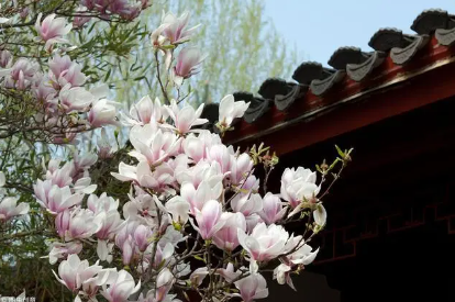 花18.png 女生前世是神仙的标记,女人梦见什么最好