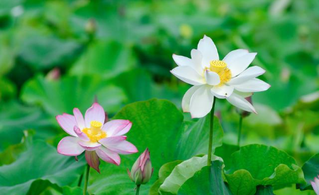 荷花1.png 荷花1.png