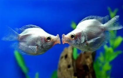 15.png 2023年6月22日五行穿衣指南,2023年每日五行穿衣颜色指南