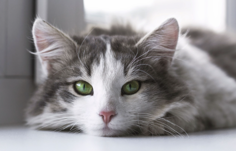 猫2.png 猫2.png