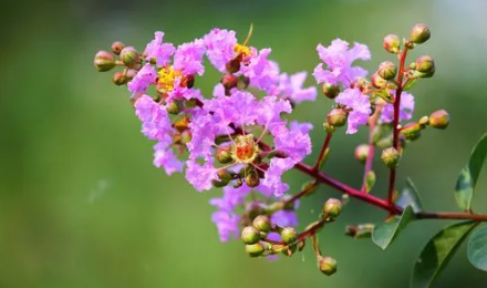 花41.png 花41.png