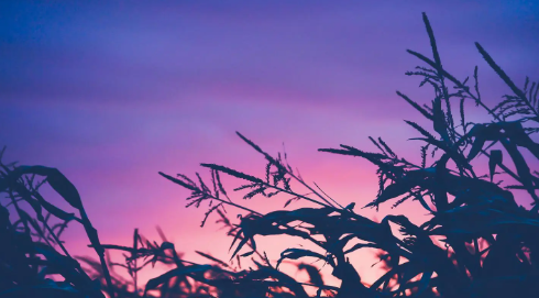 204.png 缺土的人适合养什么,五行缺土做什么生意最旺