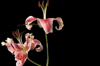 花21.png 2023年8月9日五行穿衣指南,五行能量旺运穿衣颜色搭配