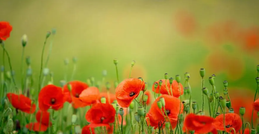 243.png 2023年8月19日五行穿衣指南,2023年五行旺运幸运颜色