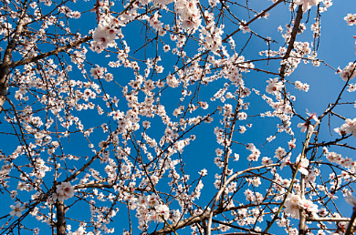 花31.png 2023年9月3日五行穿衣指南,2023每日穿衣颜色