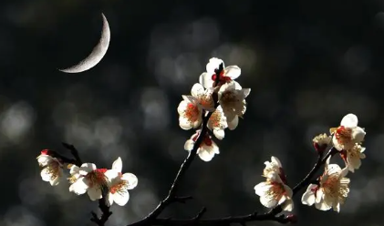 花36.png 2023年9月8日五行穿衣指南,2023年每日五行穿衣颜色指南