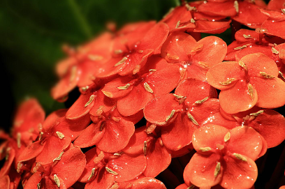 花37.png 2023年9月9日五行穿衣指南,每日五行穿衣查询