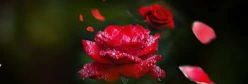 花39.png 2023年9月10日五行穿衣指南,每日五行穿衣查询