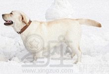 狗狗旺财的名字银狐犬 吉祥招财的银狐犬名字