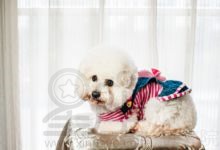 给银狐犬起什么名 给银狐犬取名字怎么取