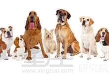 藏獒叫什么名字霸气 藏獒名字大全霸气好听