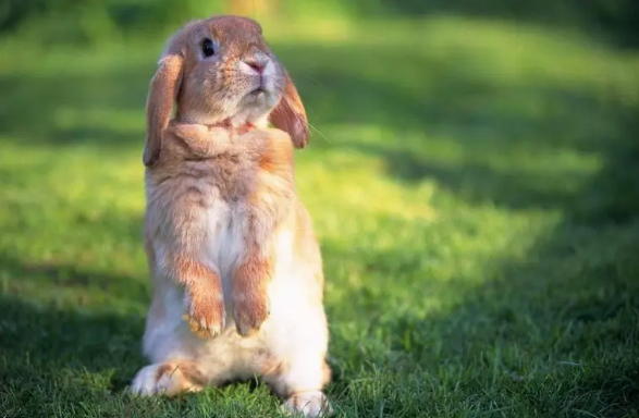 2023黑兔年宝宝起什么名字好 兔宝宝起名大全