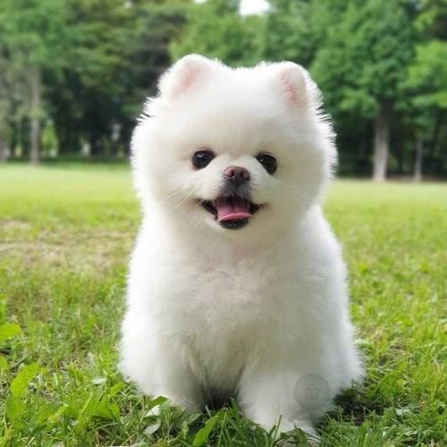 毛长的宠物狗名字飘逸柔软贼拉好摸