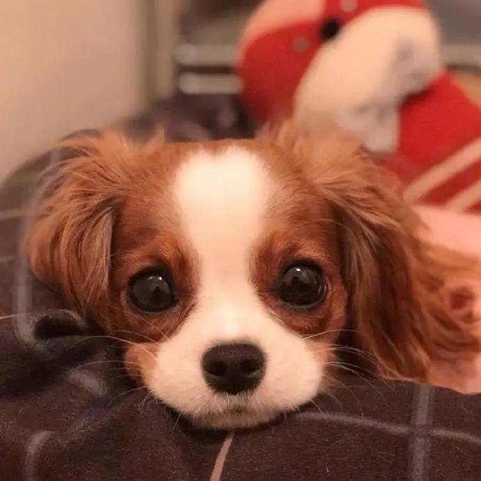 憨憨宠物狗的搞笑名字让人忍俊不禁