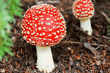 2021搞笑游戏名字大全，经典个性的搞笑游戏名