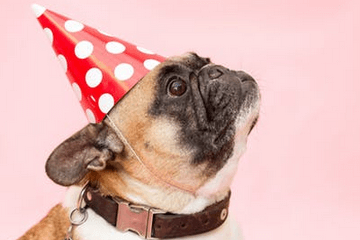 寓意好的狗狗名字大全