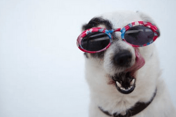 寓意好的狗狗名字大全