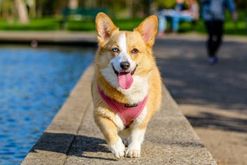 寓意好的狗狗名字大全