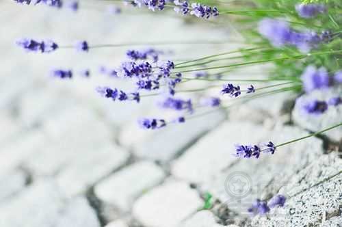 好听带寓意的运输公司名字