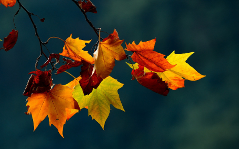 70.png 2023年店铺取名:家居店名字精选