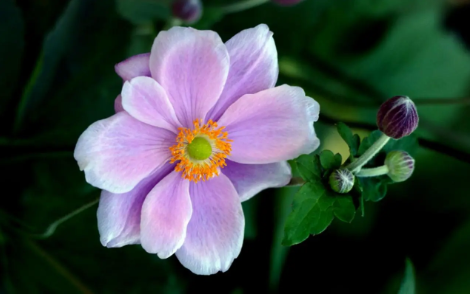 95.png 五行缺水的女孩名字,五行缺水的女孩取名宝典