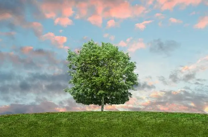 树1.png 五行缺土缺木的男孩取名宝典,五行缺土缺木兔年男孩名字