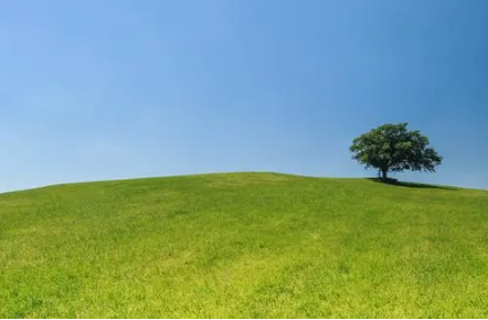 树5.png 五行木旺的人怎么起名,五行木旺取名字大全