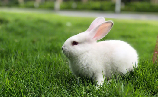 2023年属兔姓张取名,张姓宝宝取名字大全