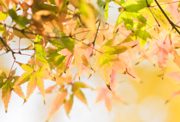 2023年姓周好听稀少的名字男孩,2023年周姓男孩取名