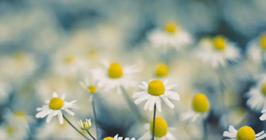 宋姓属兔男孩名字大全,兔年姓宋大气有涵养的名字