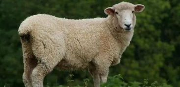 男孩缺水缺金名字属羊,姓万缺金,缺水男孩属羊起什么名子