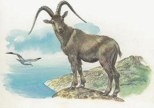 辛金年属羊的咋样,十二生肖与命运羊的命运怎么样?