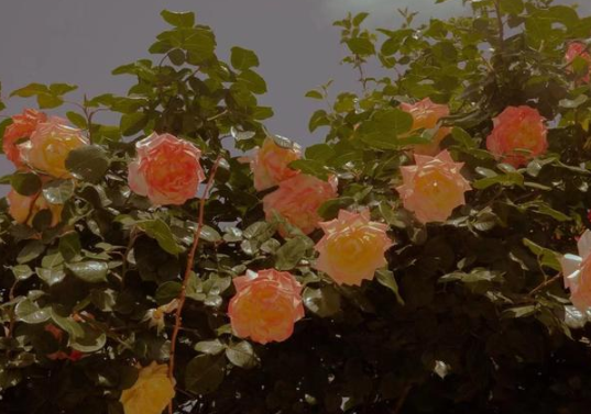 92ANH$071H4F2E`DNT~{CYY.png 92ANH$071H4F2E`DNT~{CYY.png