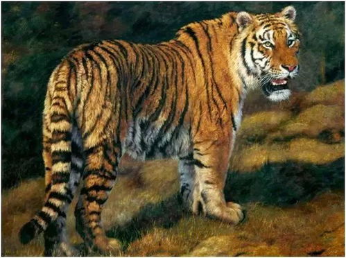 属虎人是金命还是火命,谁知道28属虎的是什么命?是金命吗