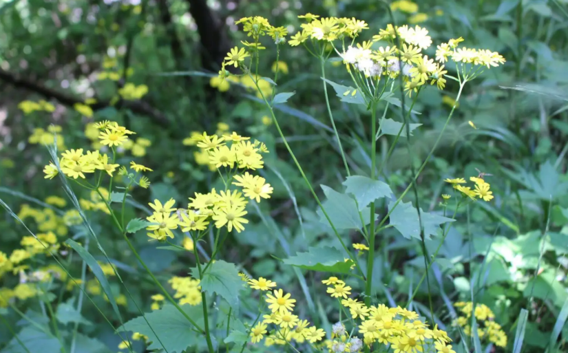 0D`5PVHRFIM9H1JCQ3I5($6.png 0D`5PVHRFIM9H1JCQ3I5($6.png