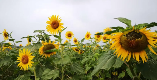 249.png 宋词中惊艳的男孩名字,男孩取名字大全