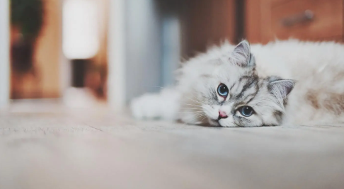 猫1.png 象征爱情的猫咪名字,中国以猫为原型的神兽