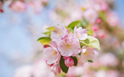 34.png 何子后面的字起名字好听,姓何怎么取名字好听