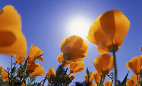 259.png 黄姓双胞胎男孩取名,男孩名字黄什么好听